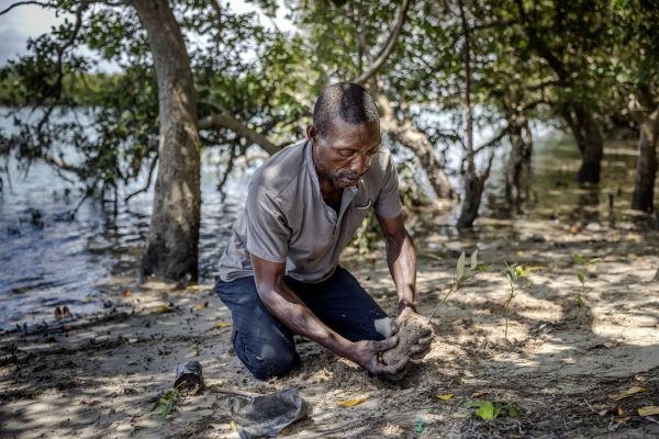 Plantinng a mangrove seedling, Dar Es Salaam, Tanzania_FAO-Luis Tato600