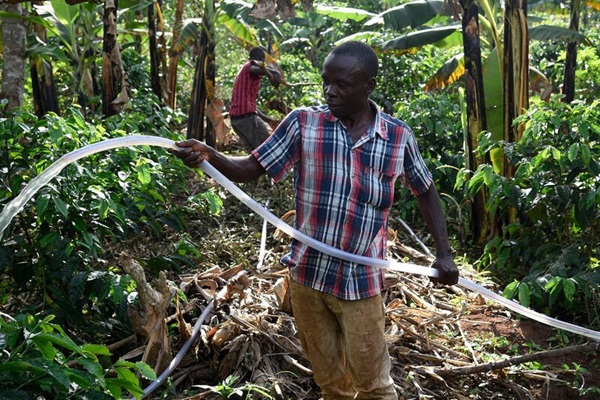 Uganda coffe crops Uganda coffe crops