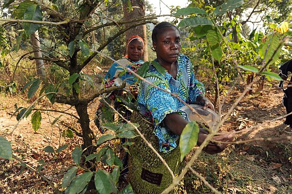 Agroforestry ©Simon Maina