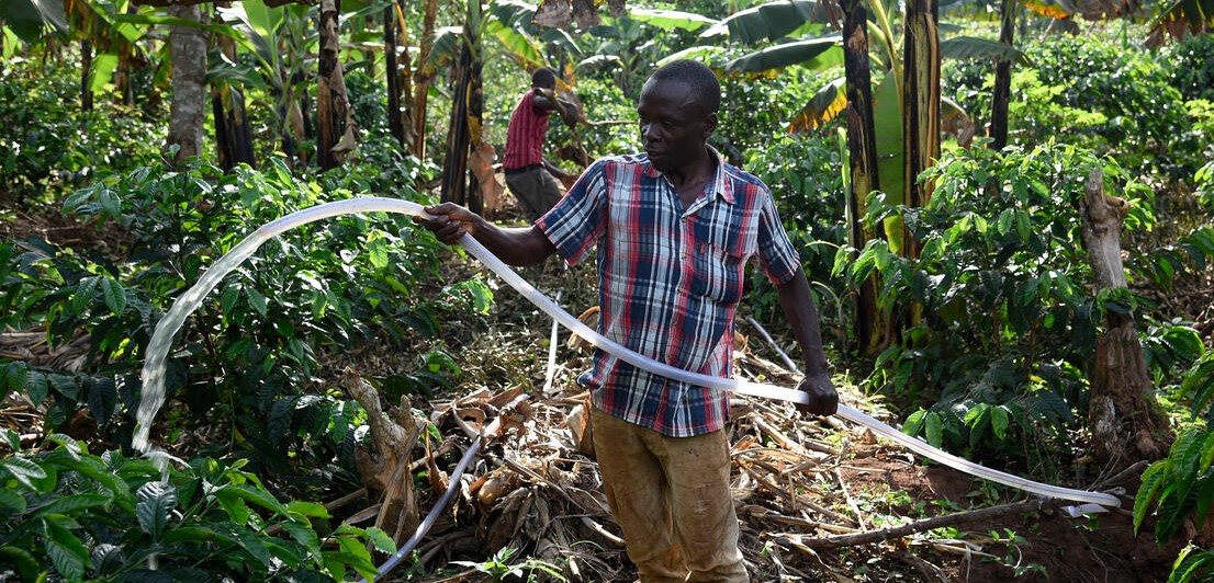 How agroforestry can help mountain coffee producers build resilience Uganda coffe crops